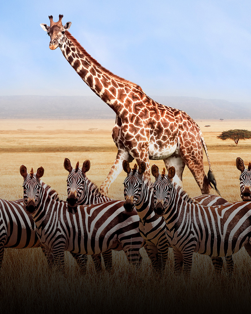 zoo-animals_revised.jpg