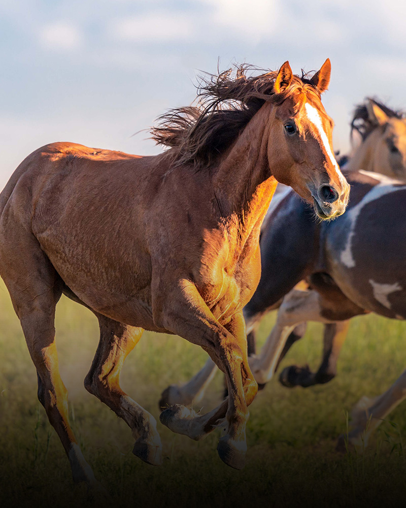 horses_revised.jpg