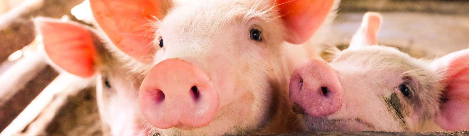 livestock_header.jpg