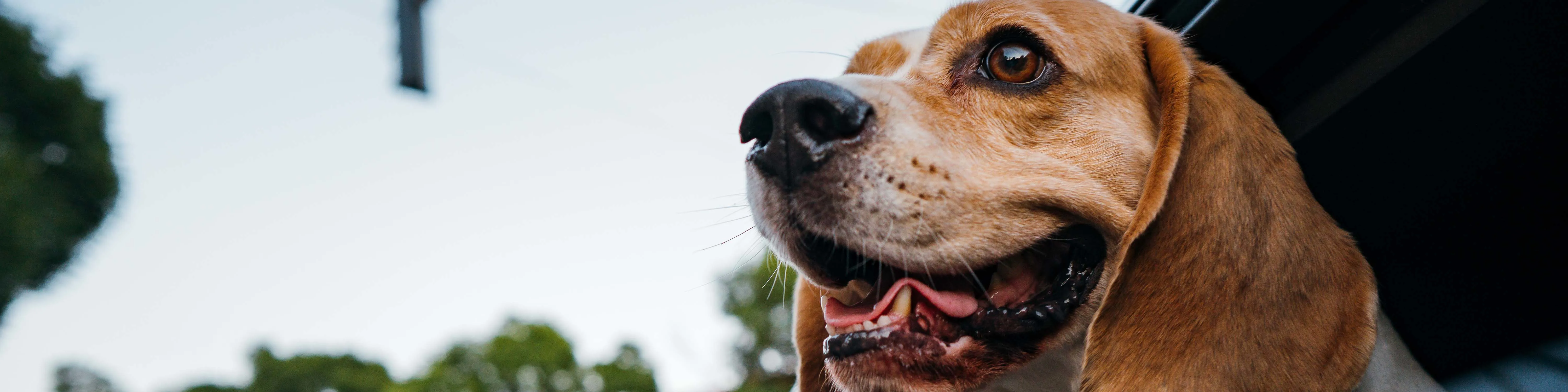 Animals_Dog inside a car_traveling_2023.jpg